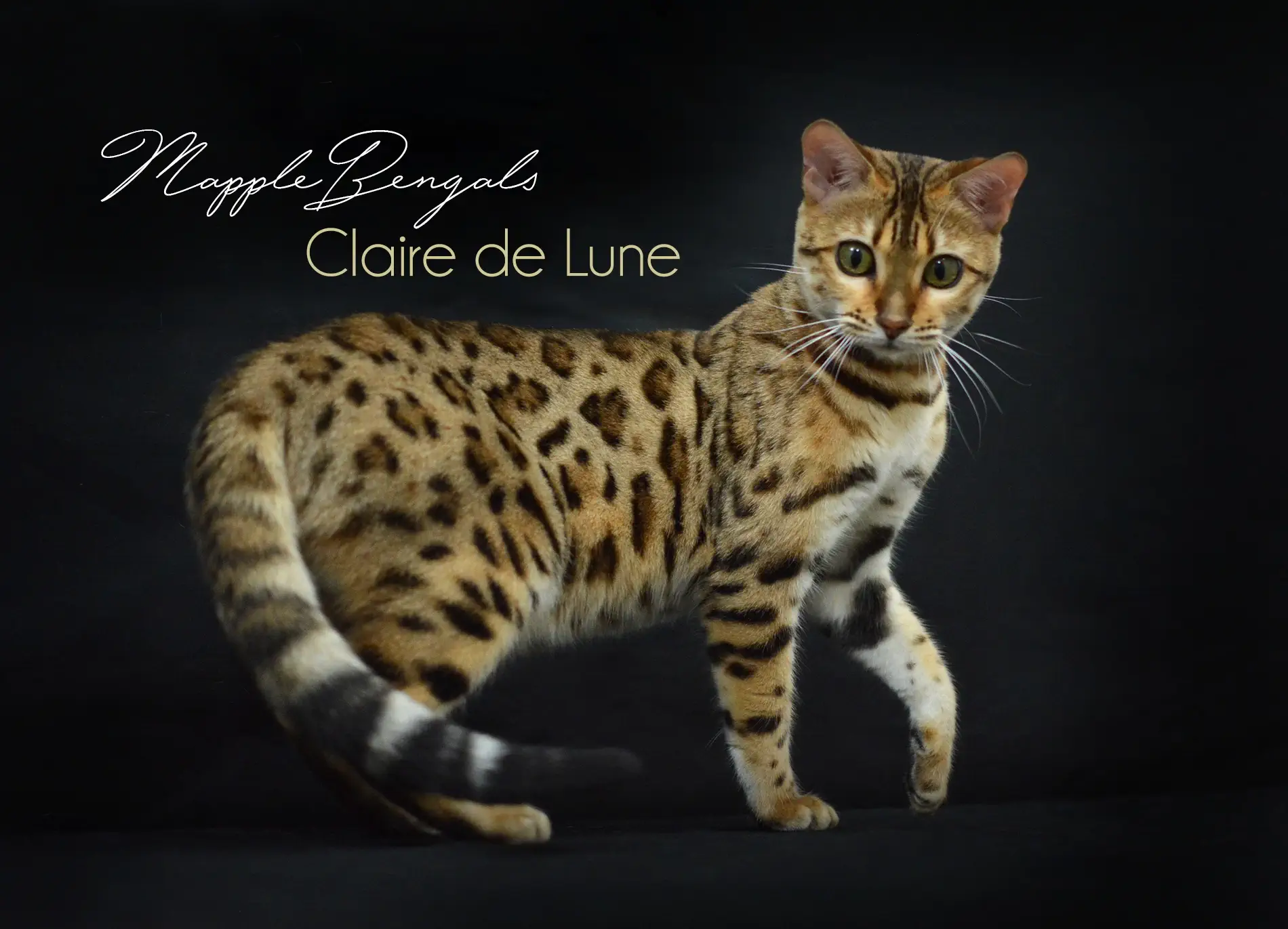 Chats Bengal